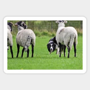 Working Sheepdog Sticker